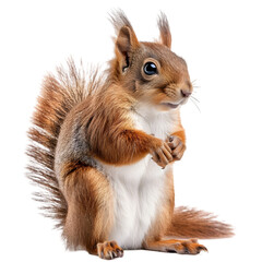 Fototapeta premium Cute Red Squirrel,cutout on transparent backgrounds.