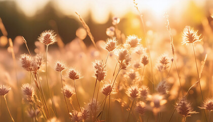 Obraz premium sunset in the grass