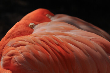 Two coral flamingos resting their beak under ther wings