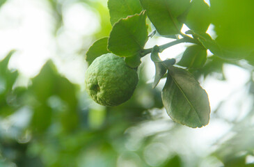 Green kaffir lime fruit that is still on the tree and shines with beautiful morning sunlight