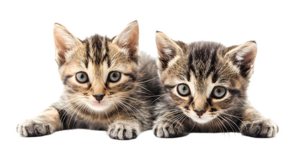 Obraz premium Twin Kittens,cutout on transparent backgrounds.