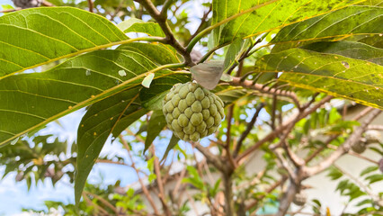 Low angle view photo of a green sugar apple fruit annona squamosa on the tree with blurry background 