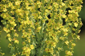 Verbascum phlomoides, commonly called orange mullein or wooly mullein.