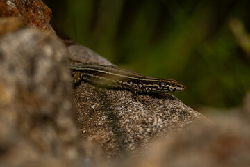 lézard