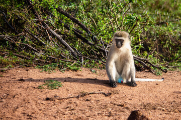 A male vervet monkey sitting on the ground in The Masai Mara, Kenya
