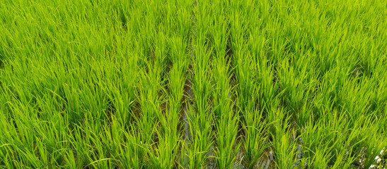 Rice plants in the rice fields during the day