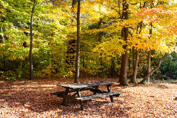 autumn leaves on the ground and picnic bench under the tree