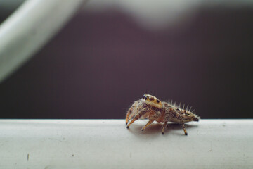 Salticidae or small hairy jumping spiders