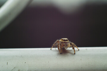 Salticidae or small hairy jumping spiders