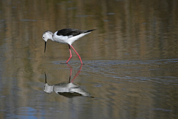 white stilt with its reflection in the water
