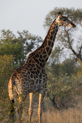 Giraffe among trees at sunset