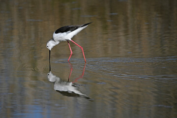 white stilt with its reflection in the water