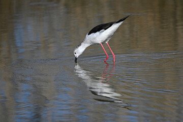 white stilt with its reflection in the water