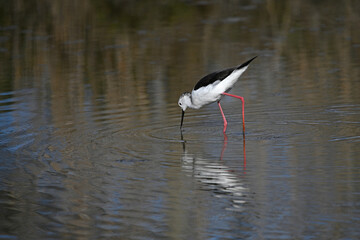 Fototapeta premium white stilt with its reflection in the water