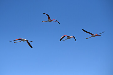 Fototapeta premium pink flamingos in flight against blue sky