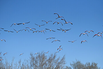 pink flamingos in flight against blue sky