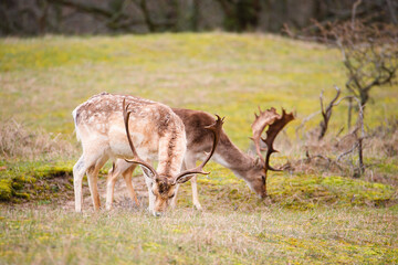 Red deer stag with antlers in spring, forest of Amsterdamse Waterleidingduinen in the Netherlands, wildlife in the woodland