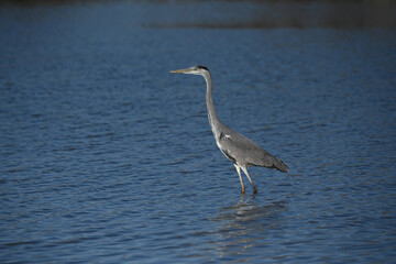 gray heron walking in the water