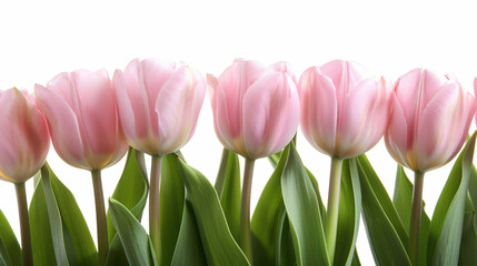 Naklejka premium A row of soft pink tulips with green leaves against a white background, showcasing their delicate petals and fresh spring beauty.