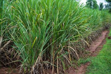 Sugar cane field, sugar cane plantation.