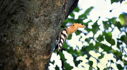 Beautiful Upupa epops Hoopoe they feed their young in a nest in a tree. © Jiří Fejkl