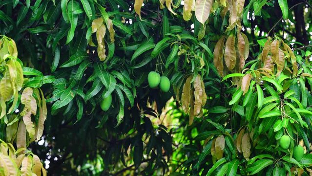mango tree and mango garden,mango tree