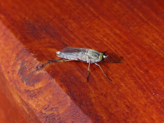 Coastal silver-stiletto fly (Acrosathe annulata), male resting on a wooden bench
