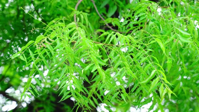 Neem tree leaves close up Natural Medicine