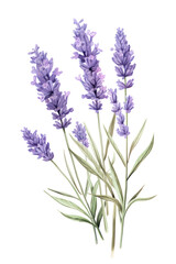 Naklejka premium PNG Lavender blossom flower plant.