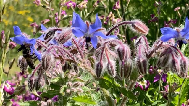 Borage, flower of the spice and medicinal plant in a garden in summer in Germany