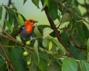 Scarlet-headed flower pecker perched on a branch