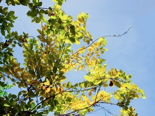 Branches of  tree with yellow leaves against blue sky