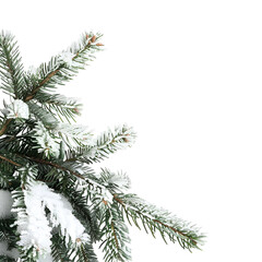 christmas tree branches