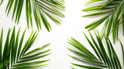 Tropical palm leaves on a white background. 