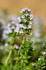 Fleur de thym citron