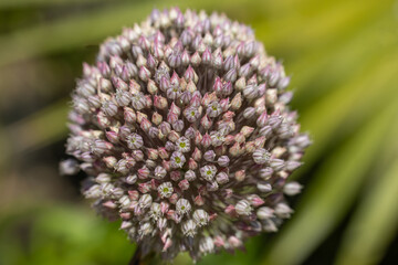 Fleur d'ail d'ornement