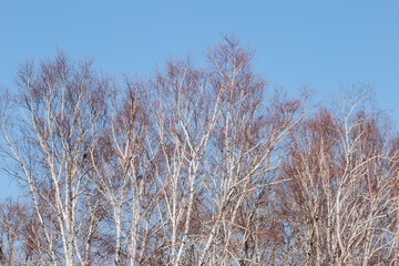 Birch trees against the early April blue sky at Harrington Beach State Park, Belgium, Wisconsin