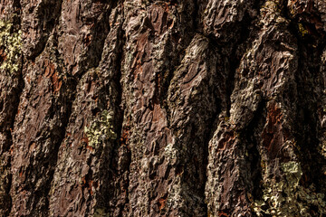 Obraz premium A close-up view of the tree bark of the White Pine, located at Dave's Falls County Park, Amberg, Wisconsin in mid-March