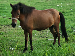 Fototapeta premium horse in the green field. wild animal sign and symbol.