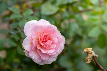 A pink flower with a green stem is in the foreground of a green background