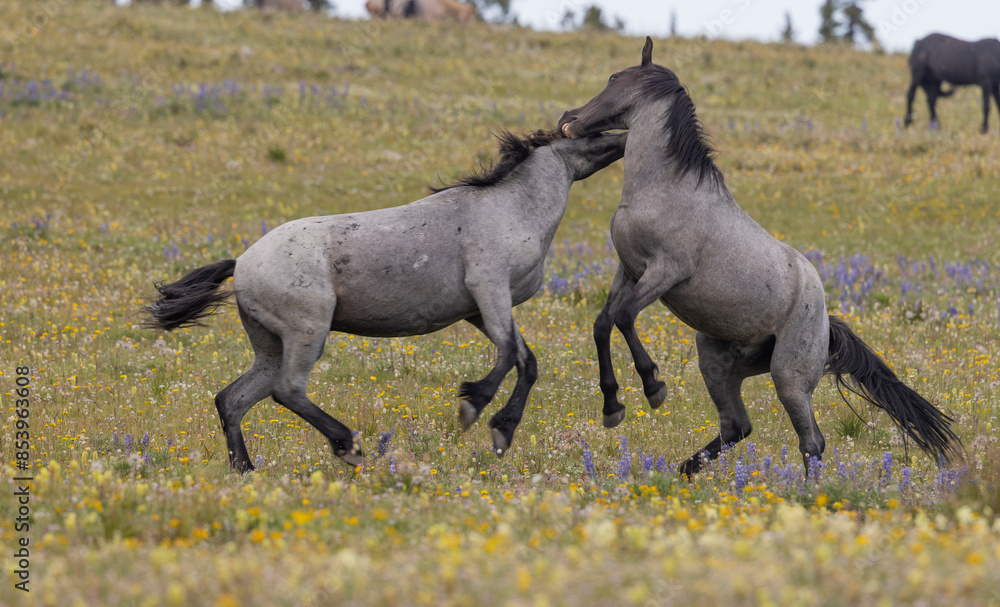 Wall mural Wild Horse Stallions Fighting in Summer in the Pryor Mountains Montana