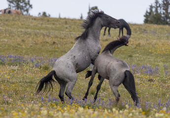 Wild Horse Stallions Fighting in Summer in the Pryor Mountains Montana