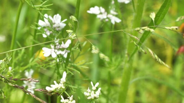 Bee beetle, Trichodes apiaries L.
The larvae feed on bee bread, bee larvae and dead bees. They can be carriers of fungal diseases.
