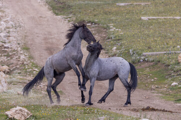 Fototapeta premium Wild Horse Stallions Fighting in Summer in the Pryor Mountains Montana