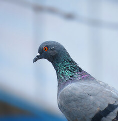 Close up of a homing pigeon. Domestic pigeon.
