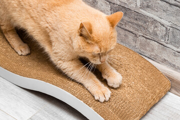 domestic cat sharpens its claws on a scratching post. cardboard cat scratching post. cat sharpens...