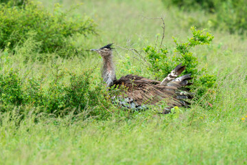 Outarde kori, parades, Ardeotis kori, Kori Bustard, Afrique du Sud