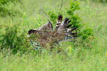 Outarde kori, parades, Ardeotis kori, Kori Bustard, Afrique du Sud