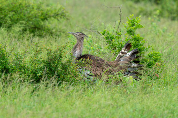 Outarde kori, parades, Ardeotis kori, Kori Bustard, Afrique du Sud