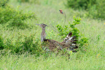 Outarde kori, parades, Ardeotis kori, Kori Bustard, Afrique du Sud